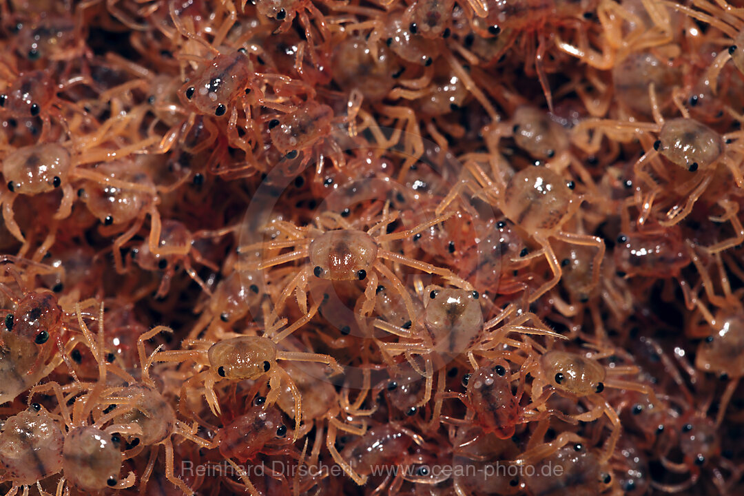 Juvenile Krabben kehren aus dem Meer zurueck, Gecarcoidea natalis, Weihnachstinsel, Australien