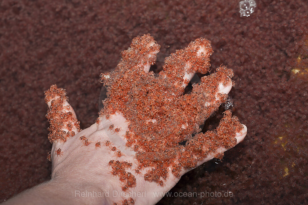 Juvenile Krabben kehren aus dem Meer zurueck, Gecarcoidea natalis, Weihnachstinsel, Australien