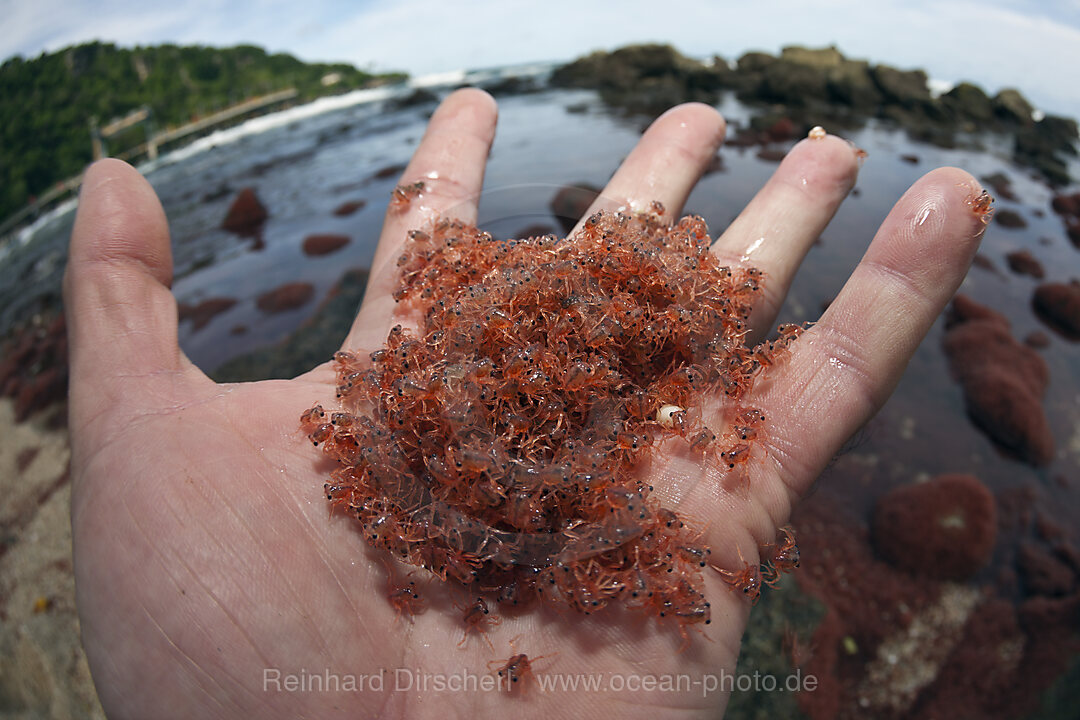 Juvenile Crabs returning from Sea, Gecarcoidea natalis, Christmas Island, Australia