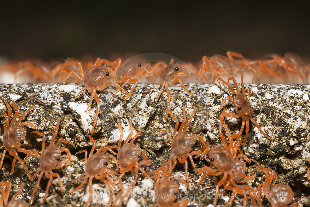 Juvenile Krabben wandern an Land, Gecarcoidea natalis, Weihnachstinsel, Australien