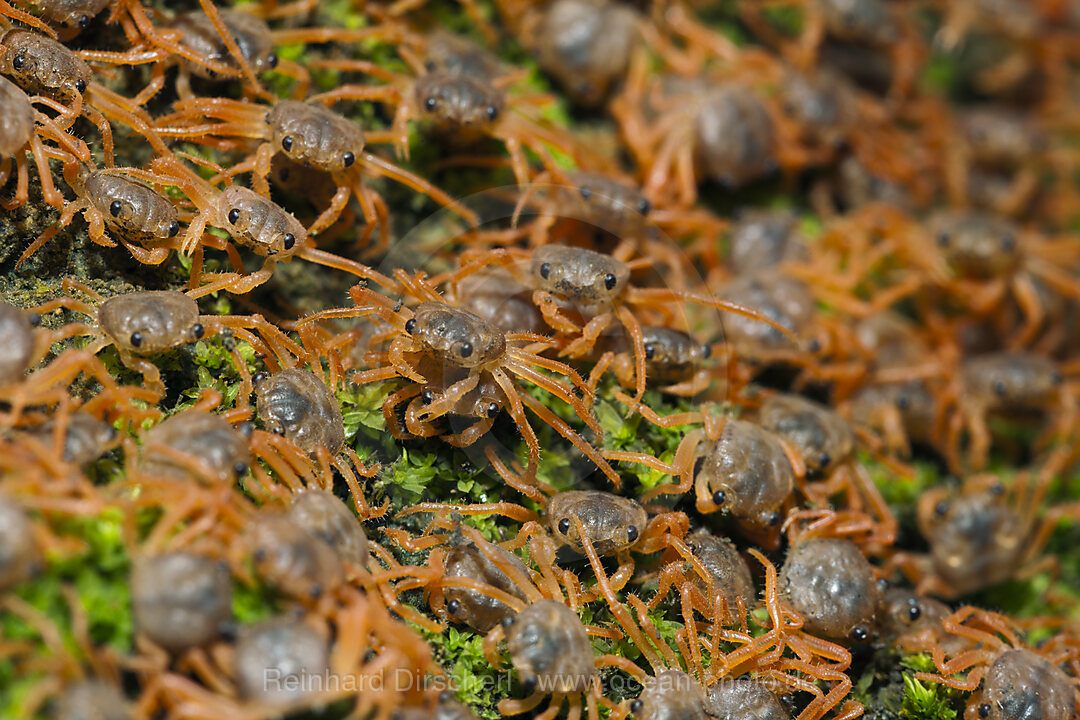 Juvenile Krabben wandern an Land, Gecarcoidea natalis, Weihnachstinsel, Australien