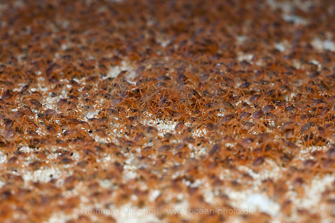 Juvenile Krabben wandern an Land, Gecarcoidea natalis, Weihnachstinsel, Australien