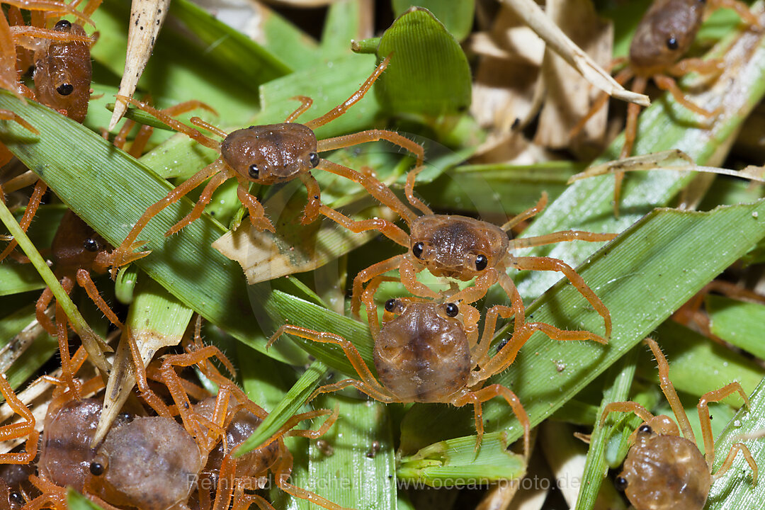 Juvenile Krabben fressen abgestossene Haeute, Gecarcoidea natalis, Weihnachstinsel, Australien