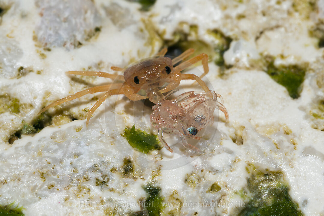 Juvenile Krabben fressen abgestossene Haeute, Gecarcoidea natalis, Weihnachstinsel, Australien