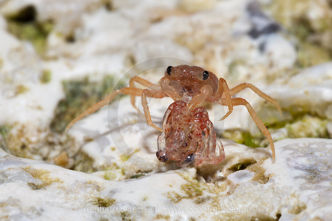 Juvenile Krabben fressen abgestossene Haeute, Gecarcoidea natalis, Weihnachstinsel, Australien