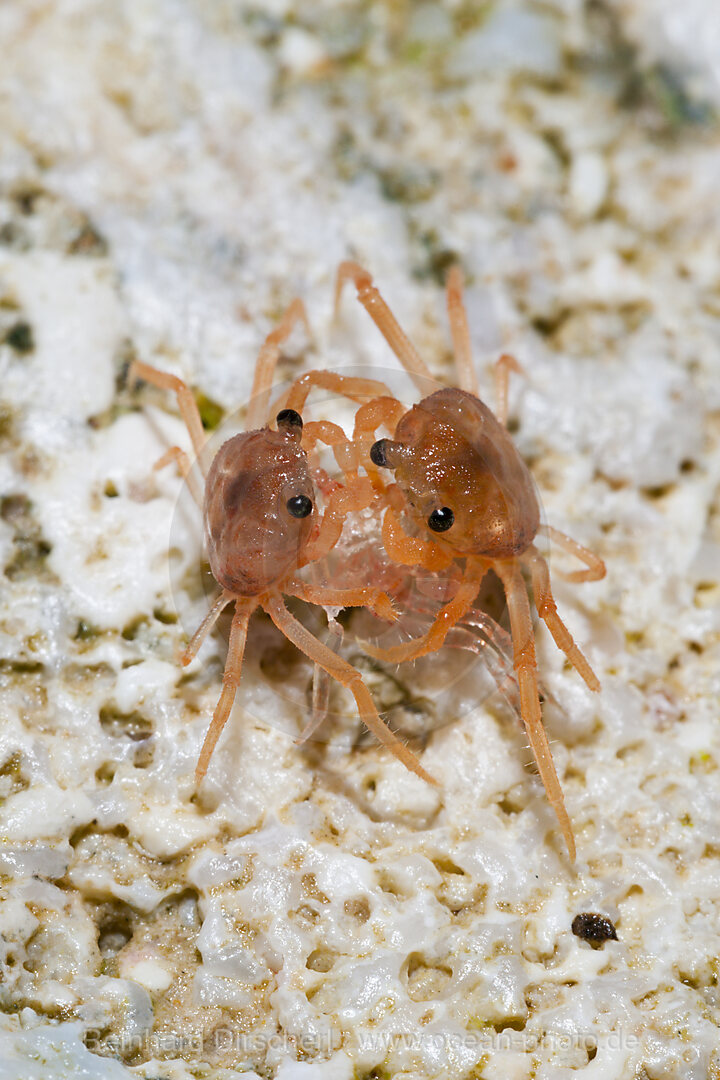 Juvenile Krabben fressen abgestossene Haeute, Gecarcoidea natalis, Weihnachstinsel, Australien