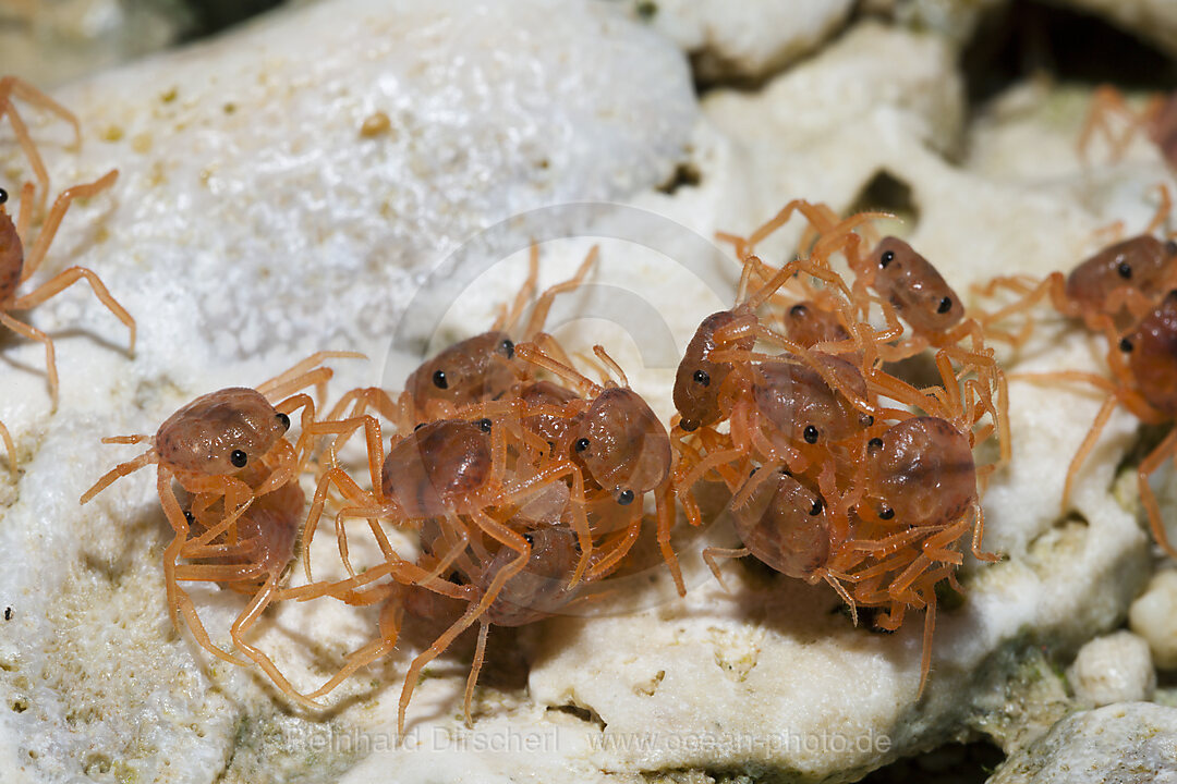 Juvenile Krabben fressen abgestossene Haeute, Gecarcoidea natalis, Weihnachstinsel, Australien