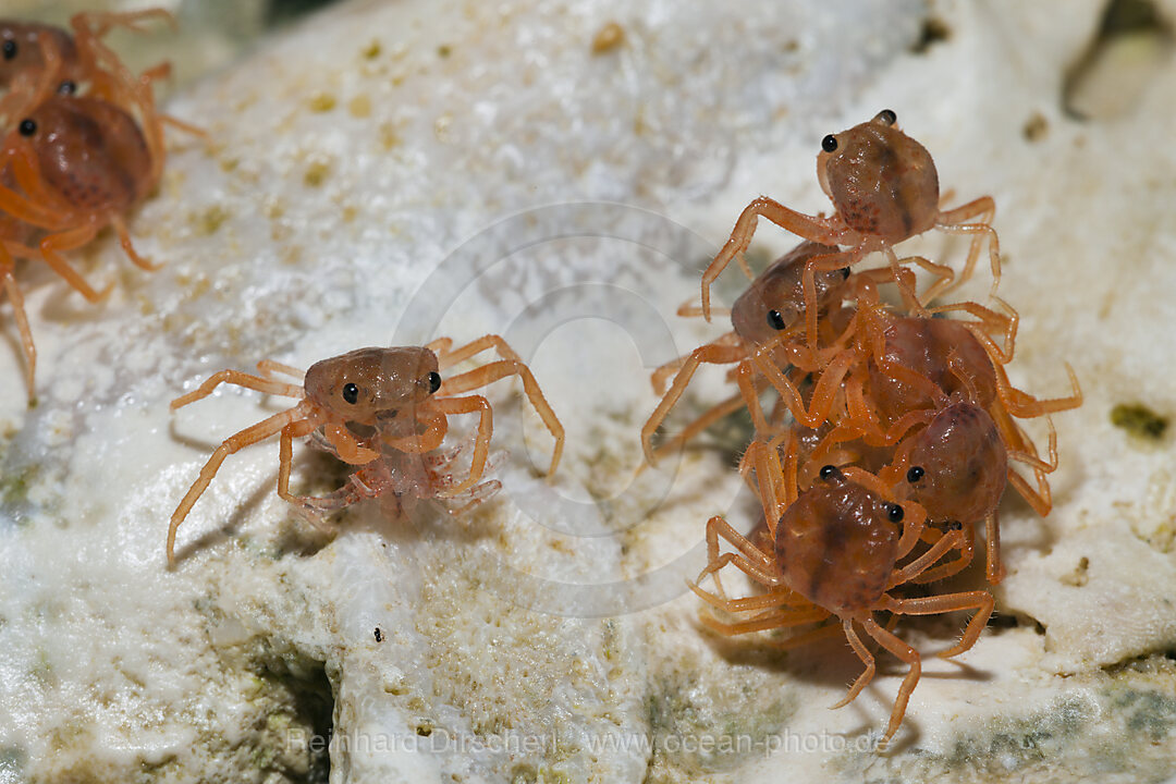 Juvenile Krabben fressen abgestossene Haeute, Gecarcoidea natalis, Weihnachstinsel, Australien