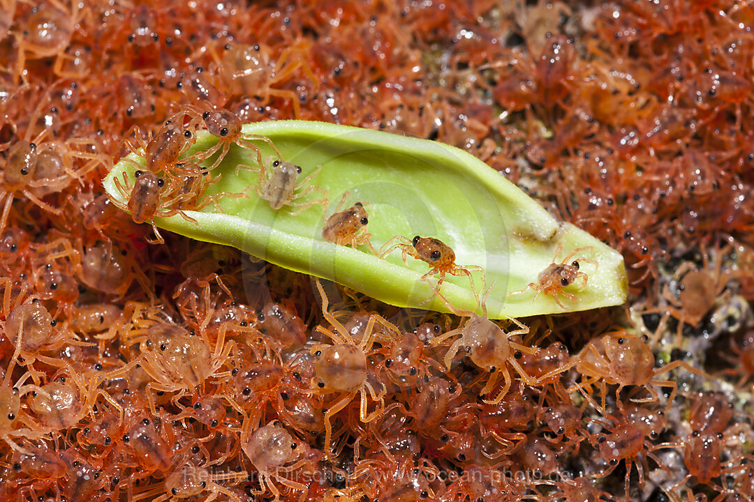 Juvenile Krabben wandern an Land, Gecarcoidea natalis, Weihnachstinsel, Australien