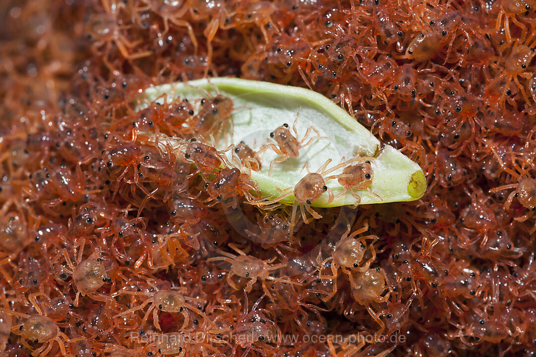 Juvenile Krabben wandern an Land, Gecarcoidea natalis, Weihnachstinsel, Australien