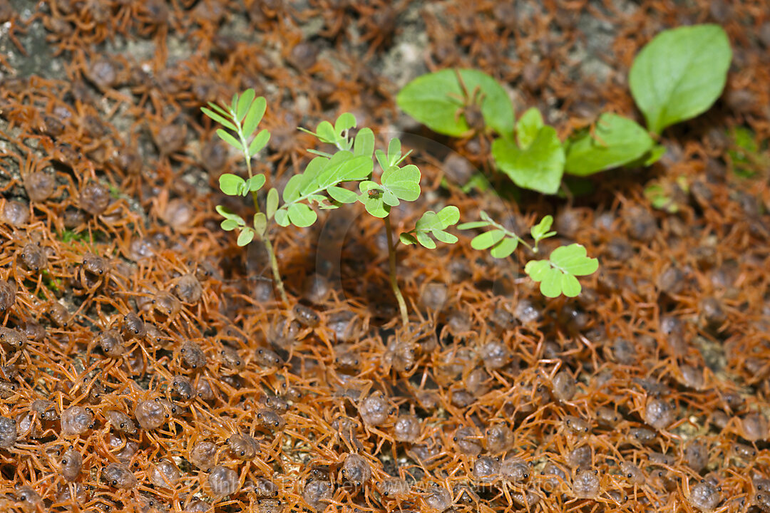 Juvenile Crabs returning on Land, Gecarcoidea natalis, Christmas Island, Australia