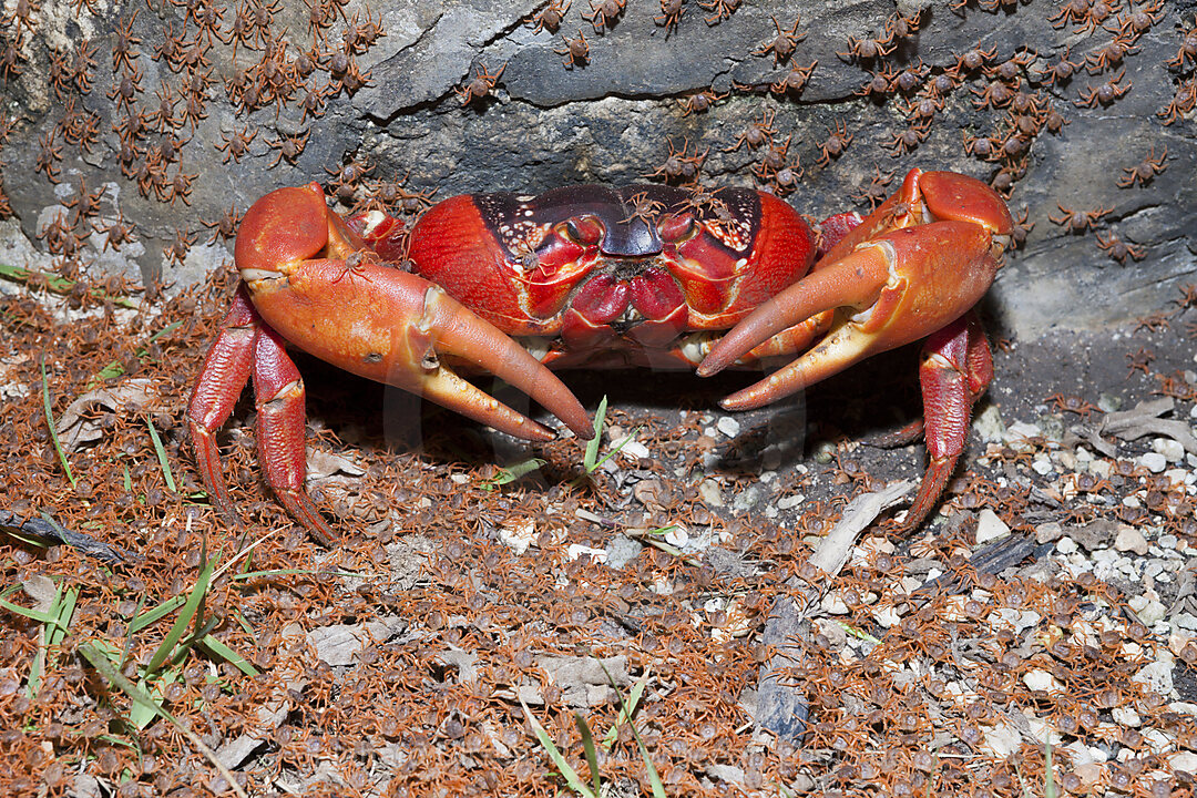 Juvenile Krabben wandern an Land, Gecarcoidea natalis, Weihnachstinsel, Australien