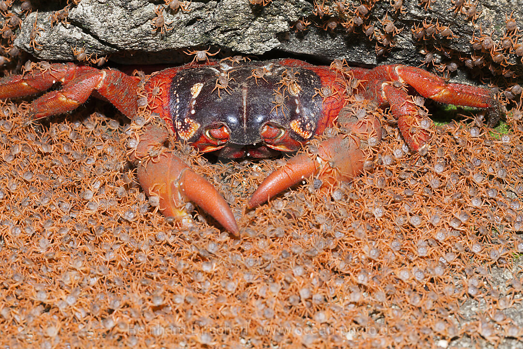 Juvenile Krabben wandern an Land, Gecarcoidea natalis, Weihnachstinsel, Australien