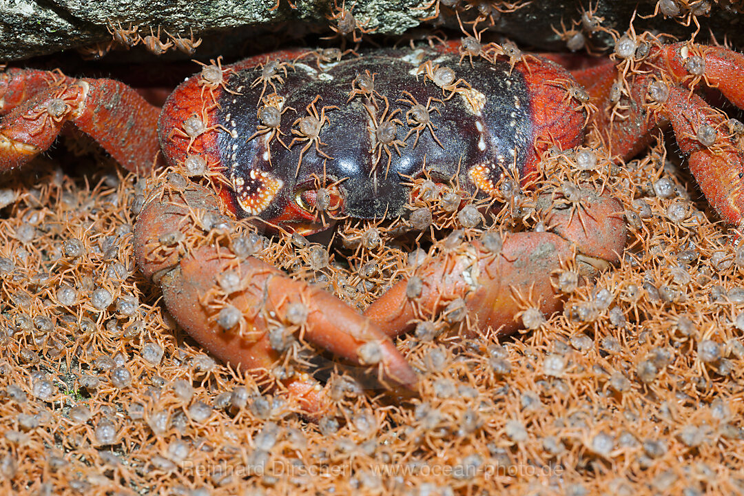 Juvenile Crabs returning on Land, Gecarcoidea natalis, Christmas Island, Australia