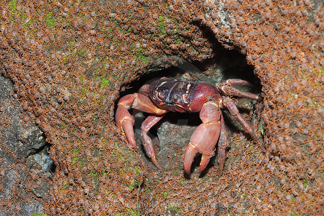 Juvenile Krabben wandern an Land, Gecarcoidea natalis, Weihnachstinsel, Australien