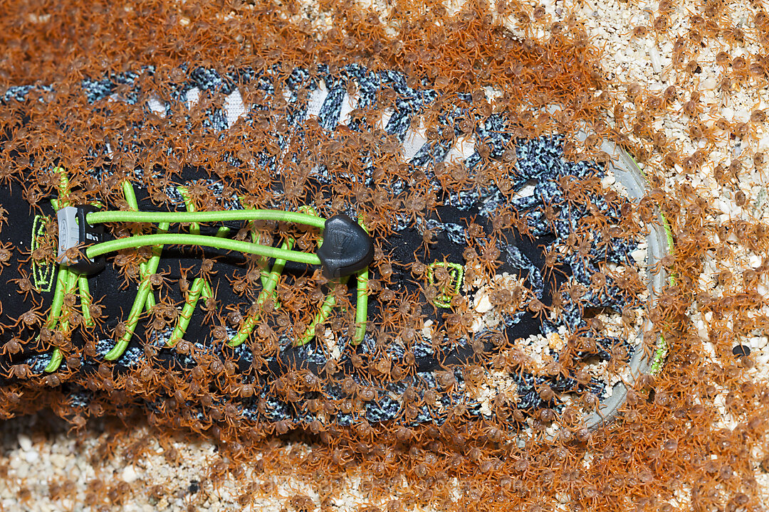 Juvenile Crabs returning on Land, Gecarcoidea natalis, Christmas Island, Australia