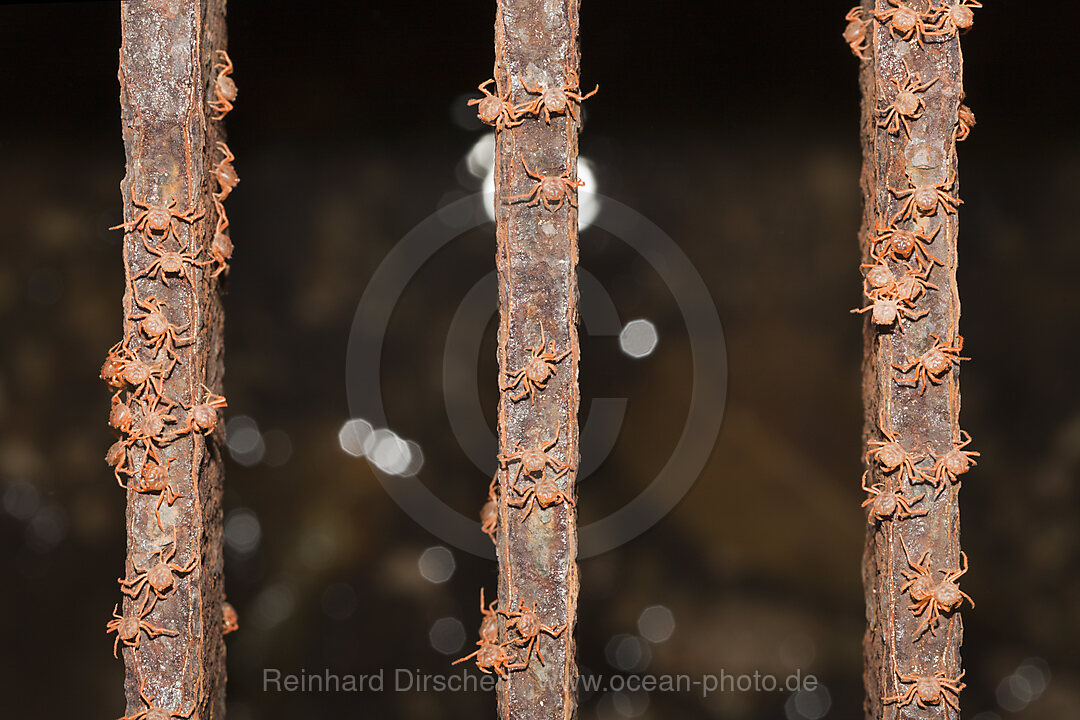 Juvenile Crabs migrating through Flying Fish Cove, Gecarcoidea natalis, Christmas Island, Australia