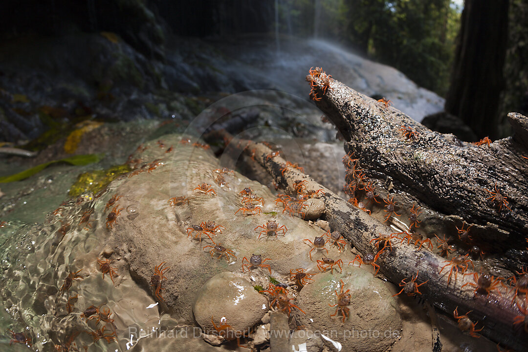 Juvenile Krabben erreichen Hughes Dale Waterfall, Gecarcoidea natalis, Weihnachstinsel, Australien