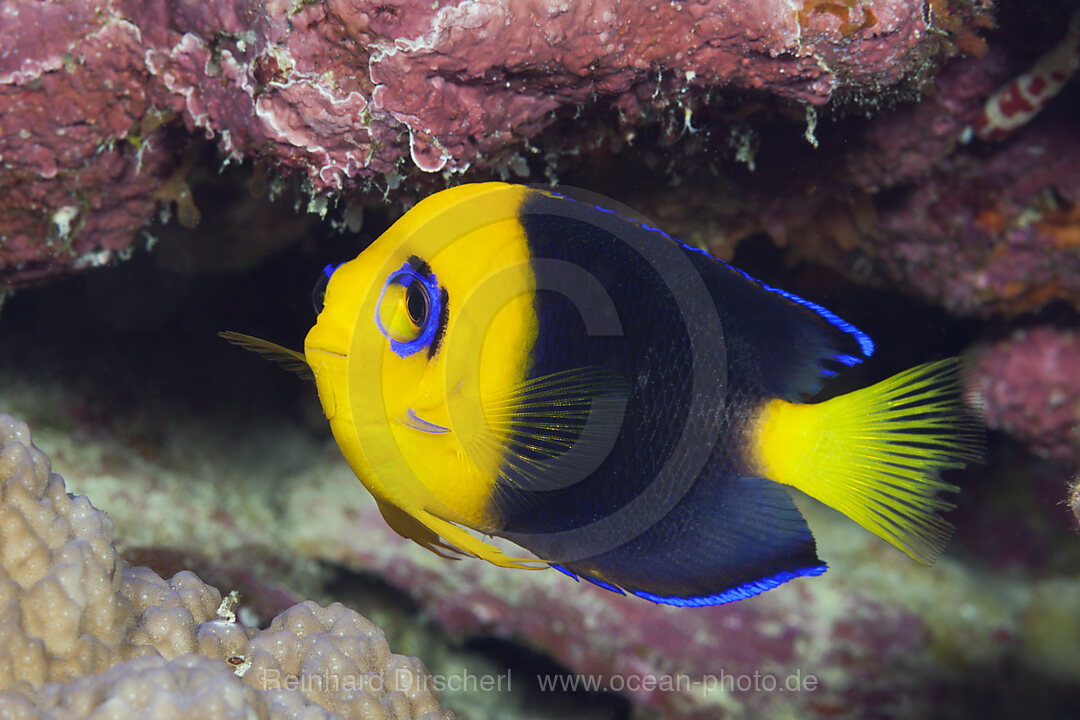 Endemischer Kokos-Zwergkaiserfisch, Centropyge joculator, Weihnachstinsel, Australien