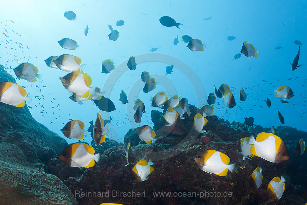 Schwarm Gelbe Pyramiden-Falterfische, Hemitaurichthys polyepis, Weihnachstinsel, Australien