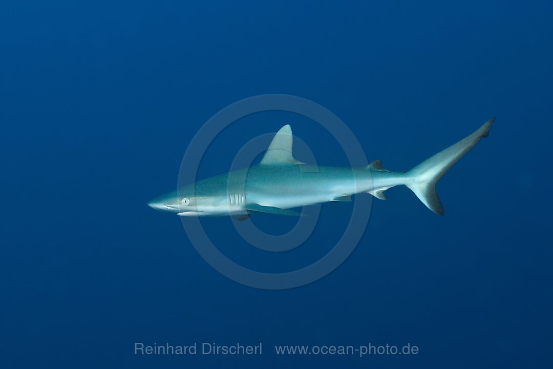 Grauer Riffhai, Carcharhinus amblyrhynchos, Weihnachstinsel, Australien