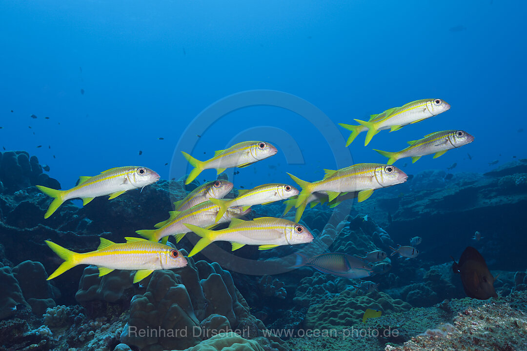 Schwarm Gelbflossen-Meerbarben, Mulloidichthys vanicolensis, Weihnachstinsel, Australien