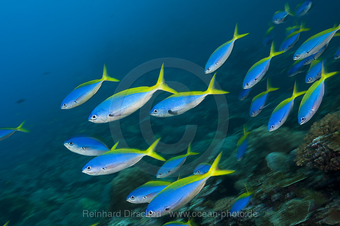 Shoal of Yellowback Fusilier, Caesio teres, Christmas Island, Australia