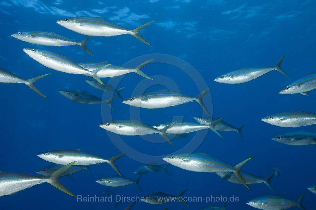 Shoal of Rainbow Runner, Elagatis bipinnulata, Christmas Island, Australia