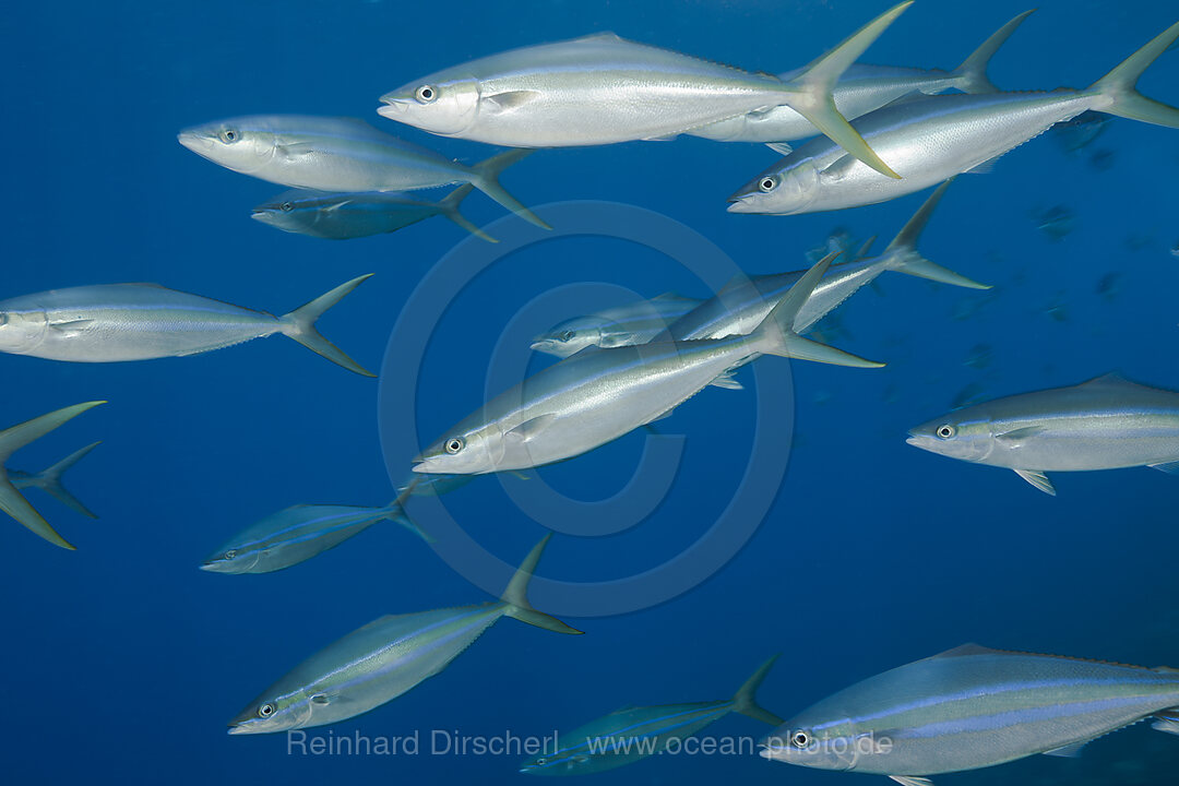 Shoal of Rainbow Runner, Elagatis bipinnulata, Christmas Island, Australia