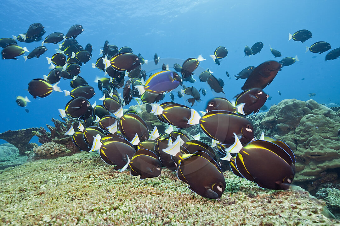 Schwarm Goldrand-Doktorfische, Acanthurus nigricans, Weihnachstinsel, Australien