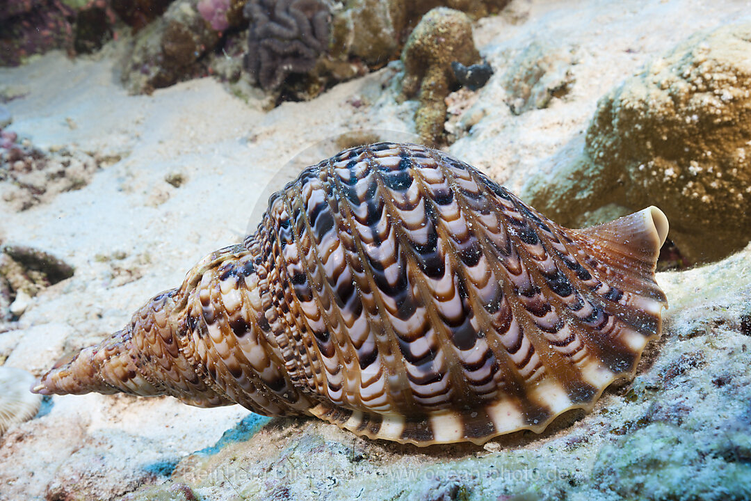 Tritonshorn, Charonia tritonis, Weihnachstinsel, Australien