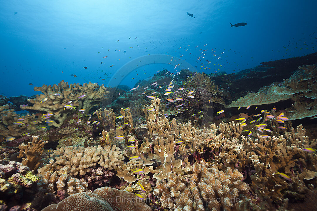 Yellowback Anthias over Coral Reef, Pseudanthias evansi, Christmas Island, Australia