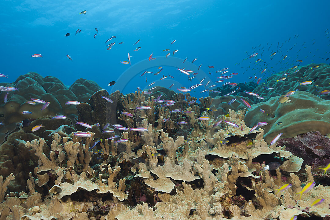 Whitleys Fahnenbarsche am Riff, Luzonichthys whitleyi, Weihnachstinsel, Australien