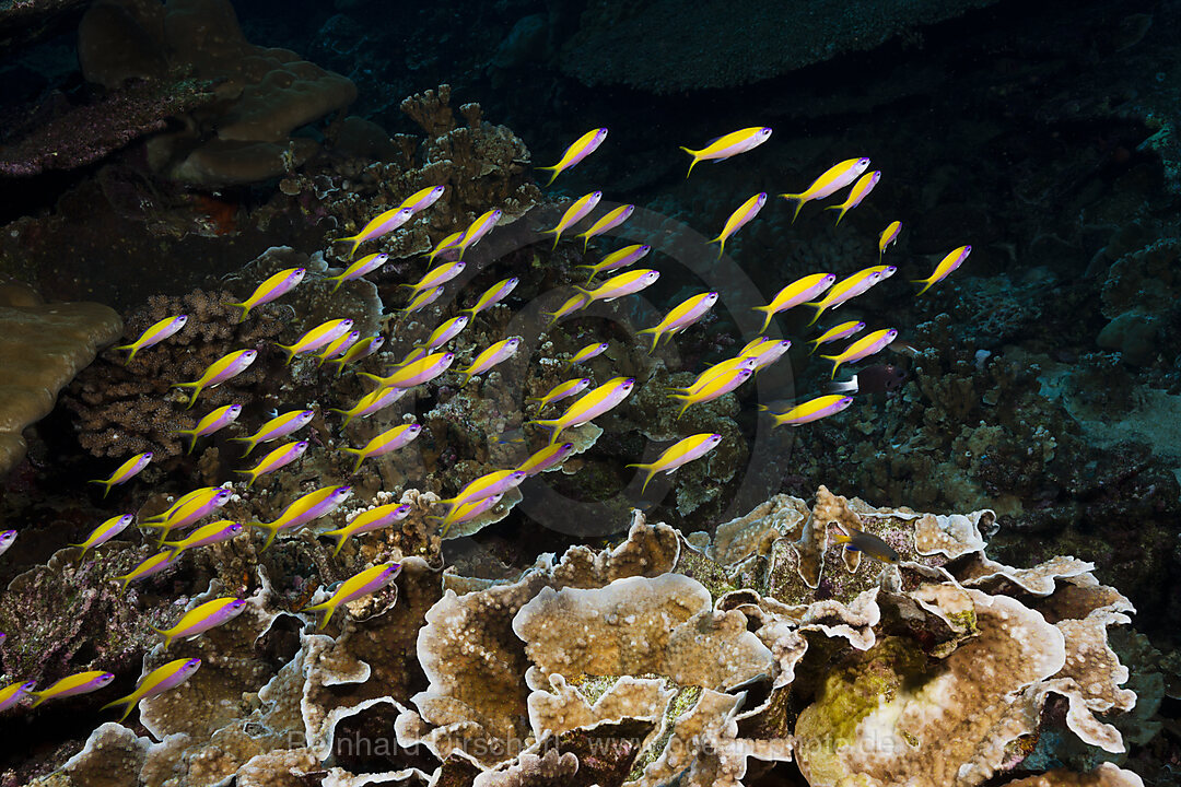 Schwarm Gelbruecken-Fahnenbarsche, Pseudanthias evansi, Weihnachstinsel, Australien