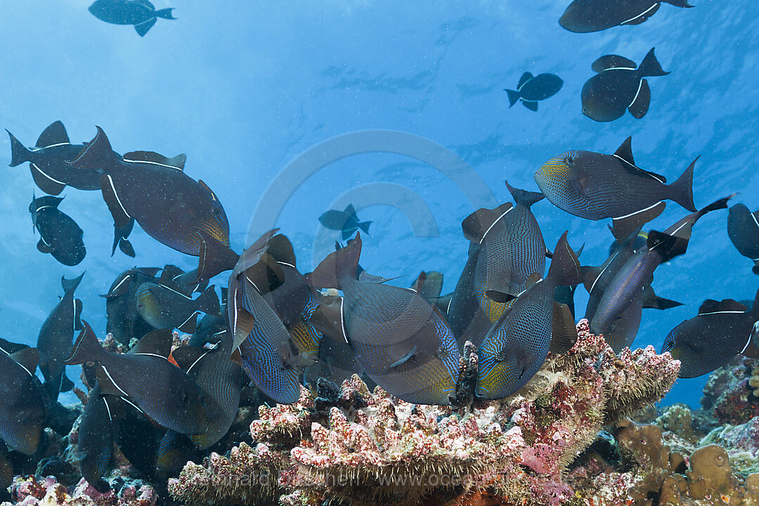 Schwarm Schwarze Drueckerfische, Melichthys niger, Weihnachstinsel, Australien