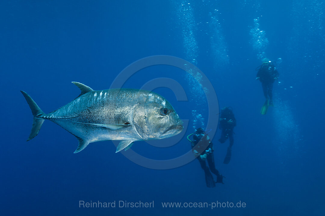 Dickkopf-Stachelmakrele und Taucher, Caranx ignobilis, Weihnachstinsel, Australien