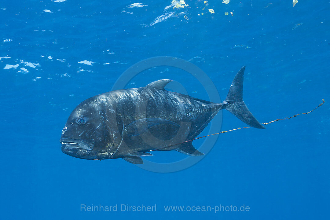Dickkopf-Stachelmakrele mit Angelhaken, Caranx ignobilis, Weihnachstinsel, Australien