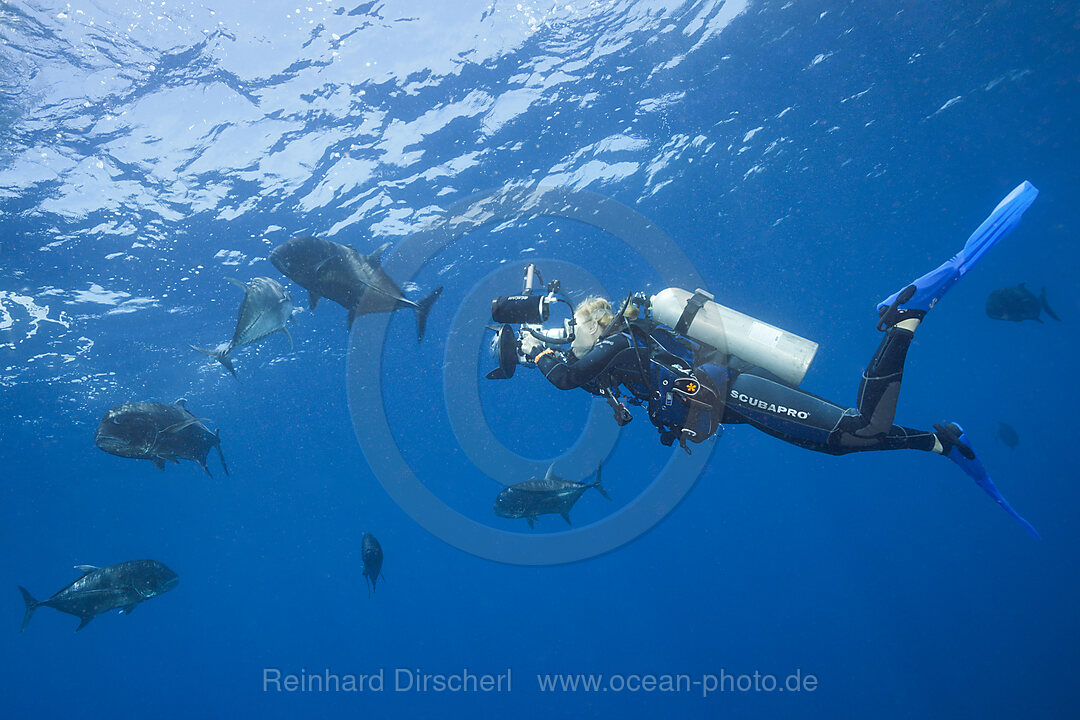 Giant Trevally and Scuba diver, Caranx ignobilis, Christmas Island, Australia