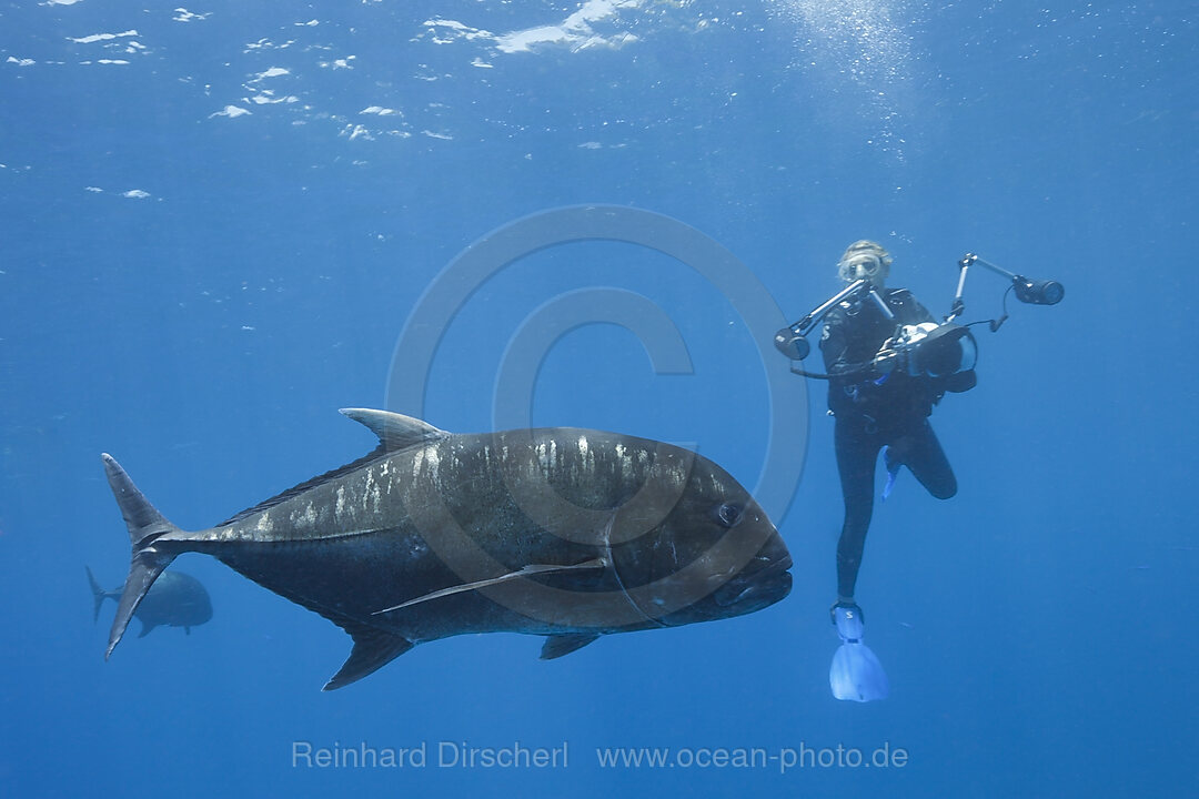 Dickkopf-Stachelmakrele und Taucher, Caranx ignobilis, Weihnachstinsel, Australien