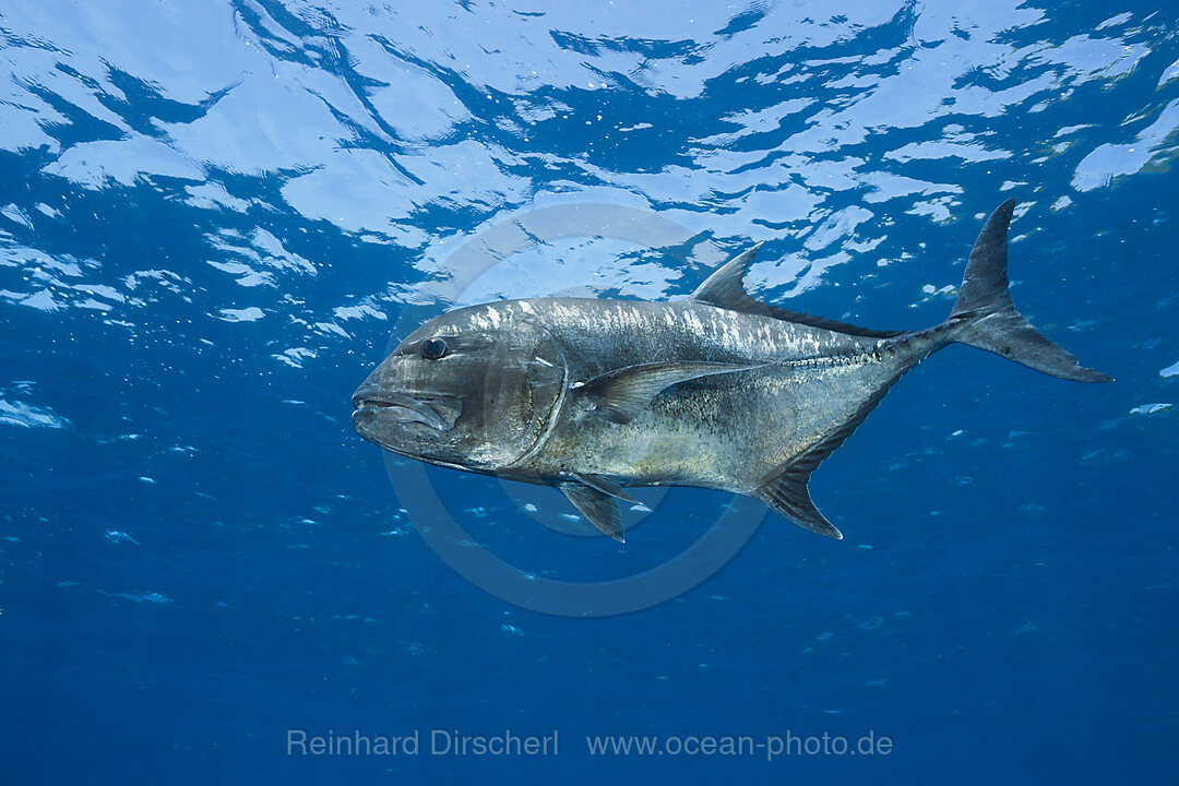 Dickkopf-Stachelmakrele, Caranx ignobilis, Weihnachstinsel, Australien