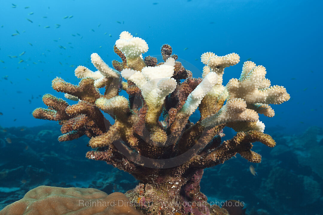 Gebleichte Geweihkoralle, Acropora, Weihnachstinsel, Australien