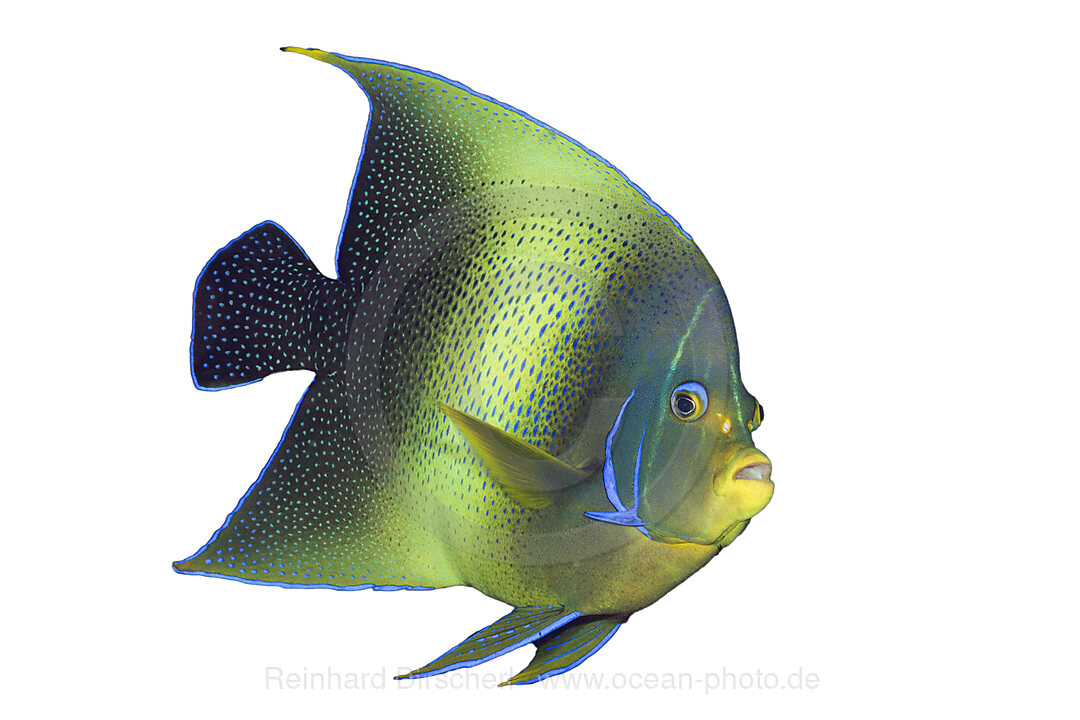 Semicircle Angelfish on white background, Pomacanthus semicirculatus, Christmas Island, Australia