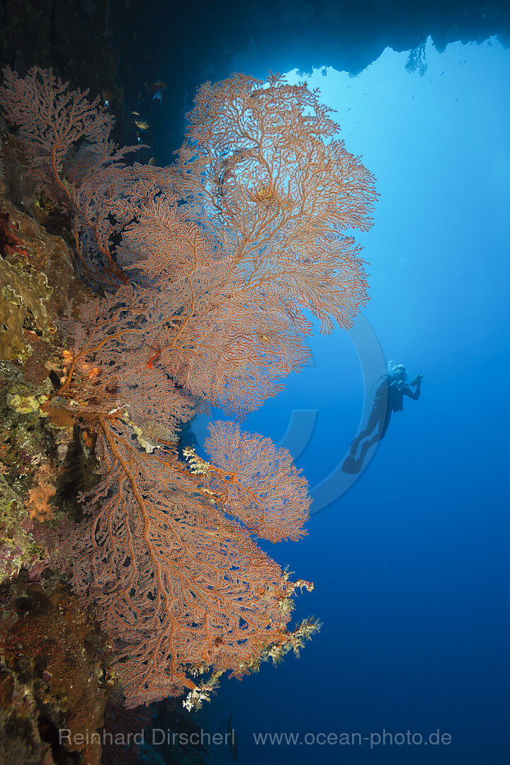 Scuba Diver at Coral Reef, Melithaea sp., Christmas Island, Australia