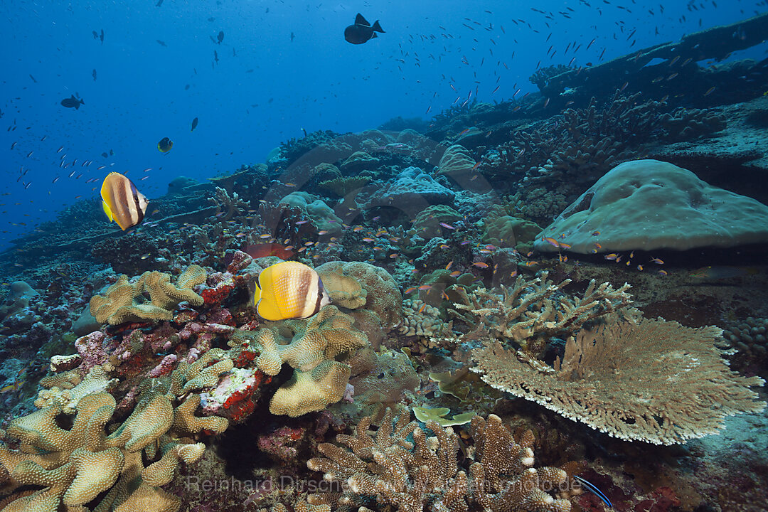 Kleins Butterflyfish over Coral Reef, Chaetodon kleinii, Christmas Island, Australia