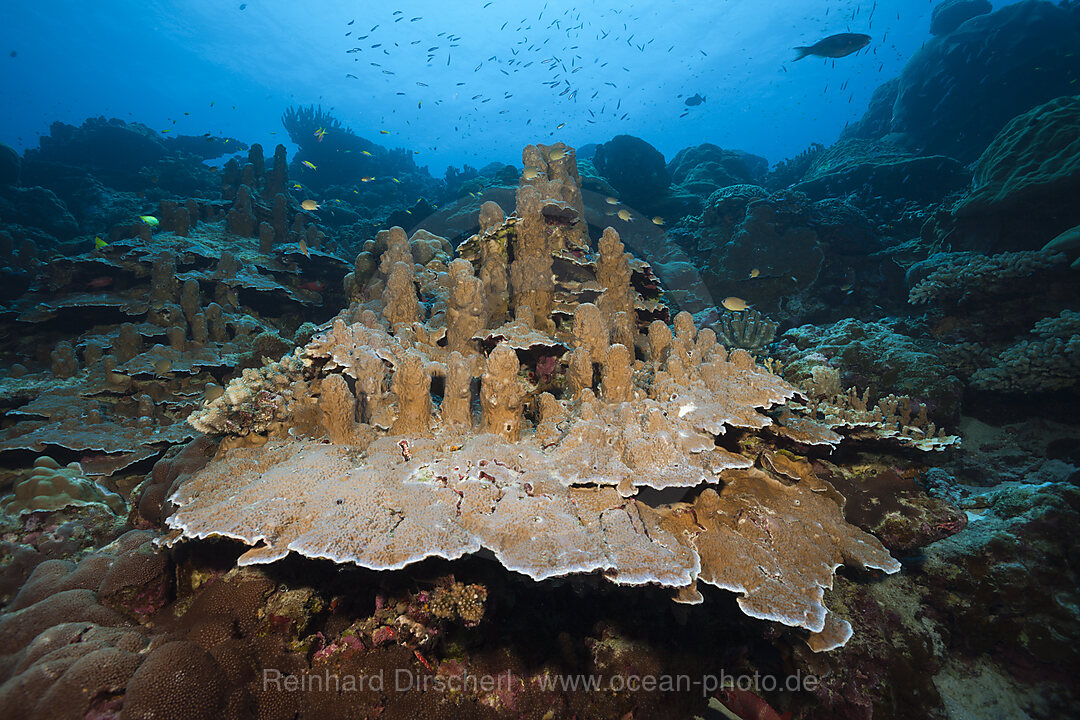 Grosse Porenkoralle, Porites sp., Weihnachstinsel, Australien