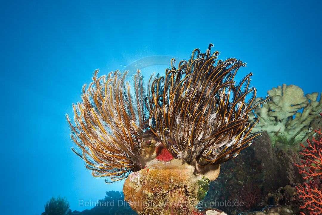 Feather Star in Coral Reef, Comantheria sp., Christmas Island, Australia