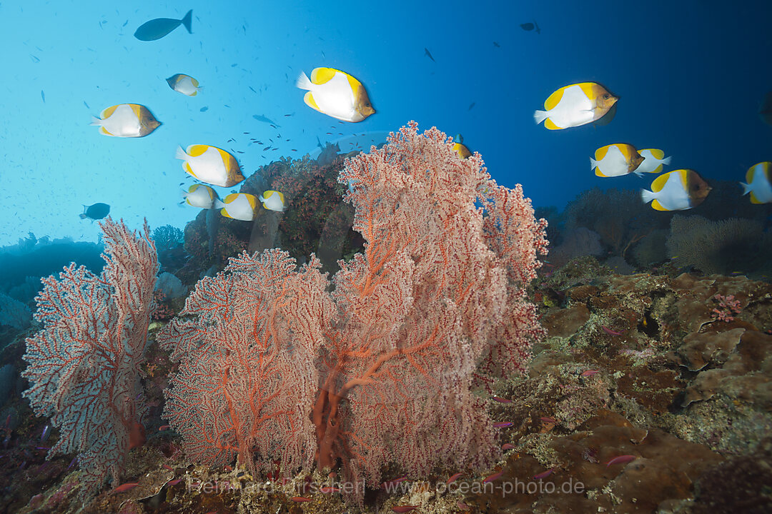 Gelbe Pyramiden-Falterfische am Riff, Hemitaurichthys polyepis, Weihnachstinsel, Australien
