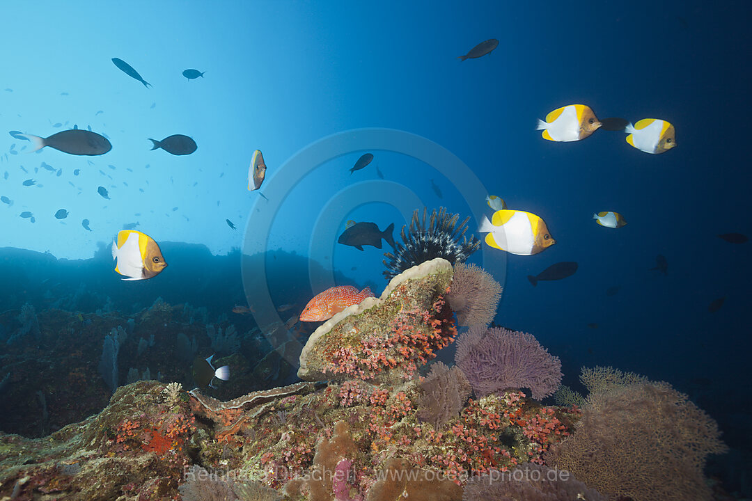 Schwarm Gelbe Pyramiden-Falterfische, Hemitaurichthys polyepis, Weihnachstinsel, Australien