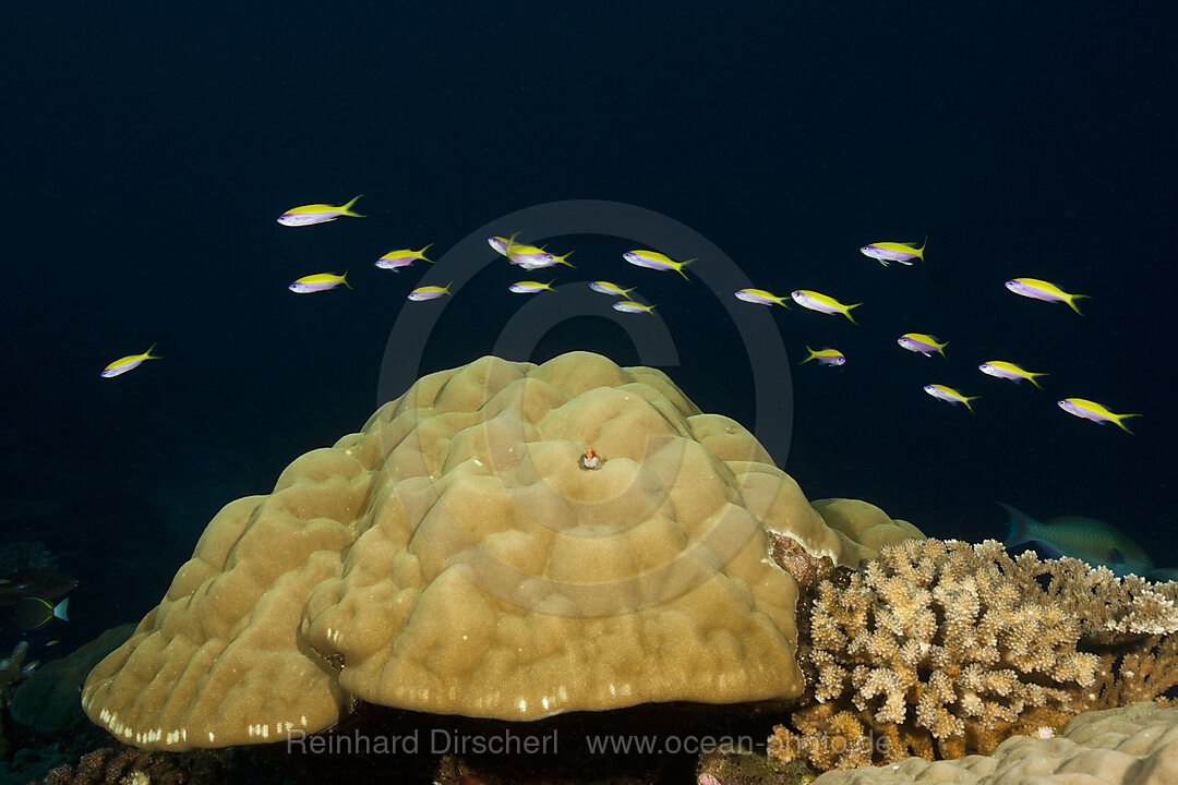 Yellowback Anthias over Coral Reef, Pseudanthias evansi, Christmas Island, Australia