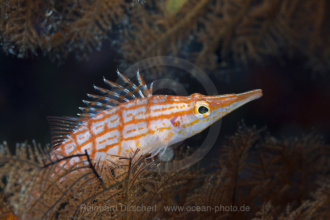 Longnose Hawkfish, Oxycirrhites typus, Christmas Island, Australia